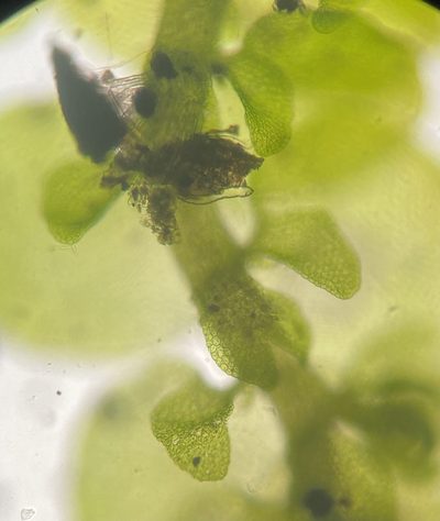 Frullania inflata, photographed by Zihao Wang