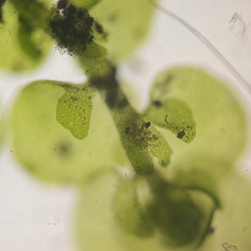 Frullania inflata, photographed by Zihao Wang