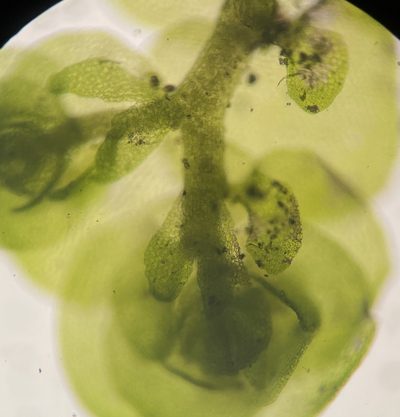 Frullania inflata, photographed by Zihao Wang