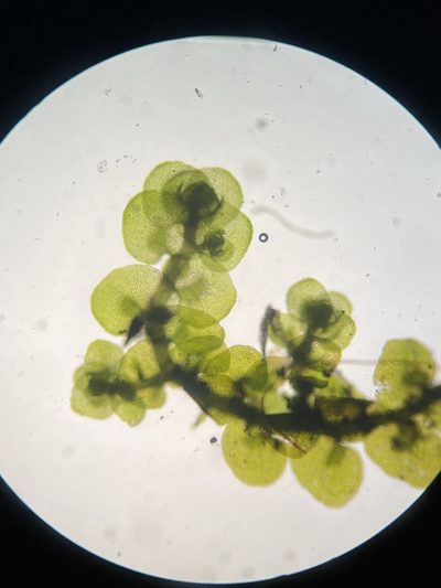 Frullania inflata, photographed by Zihao Wang