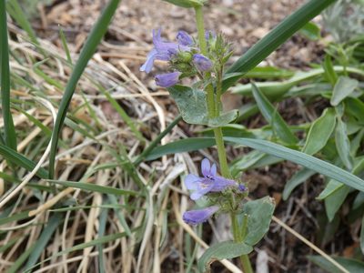 Penstemon virens, photographed by Alaina Krakowiak