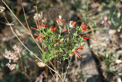Bouvardia ternifolia, photographed by Jordi Martínez Martínez
