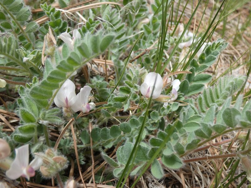 Astragalus parryi, photographed by Alaina Krakowiak