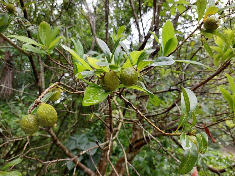 Myrica rubra, photographed by 胡正恆(Jackson Hu)