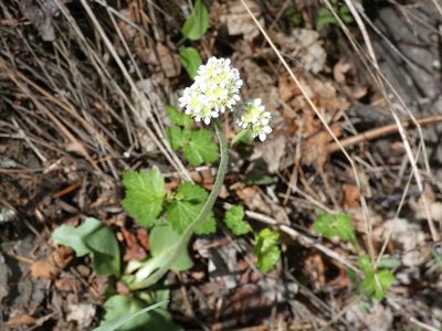 Micranthes rhomboidea, photographed by Alaina Krakowiak
