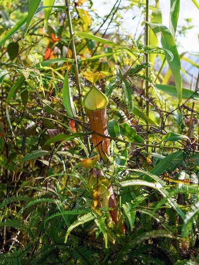 Nepenthes sanguinea, photographed by Cheongweei Gan