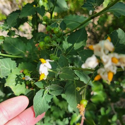 Solanum douglasii, photographed by Dan Horowitz