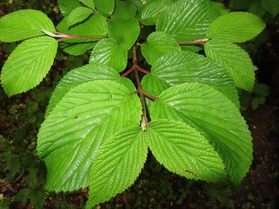 Viburnum plicatum, photographed by Mila C.