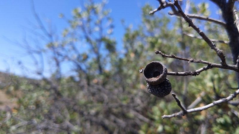 Quercus cornelius-mulleri, photographed by velodrome