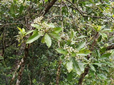 Ardisia sieboldii, photographed by 胡正恆(Jackson Hu)