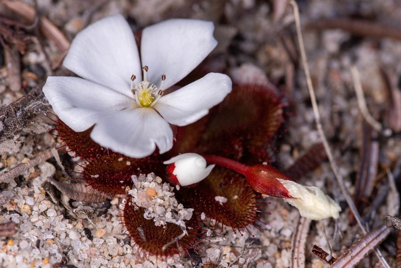 Drosera rosulata, photographed by Cal Wood