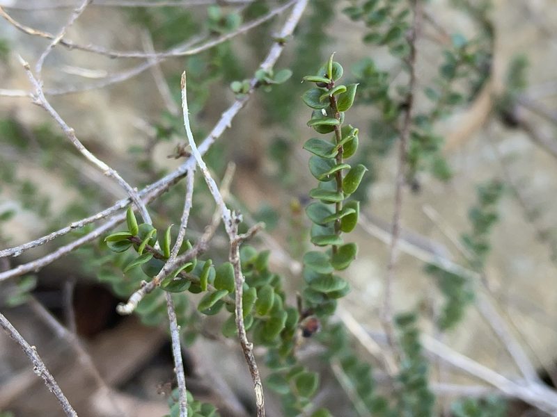 Platysace lanceolata, photographed by Dylan Wishart