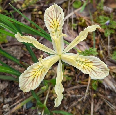 Iris chrysophylla, photographed by Logan J.L. Bradley