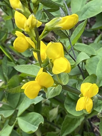 Thermopsis gracilis, photographed by Michael O'Loughlin