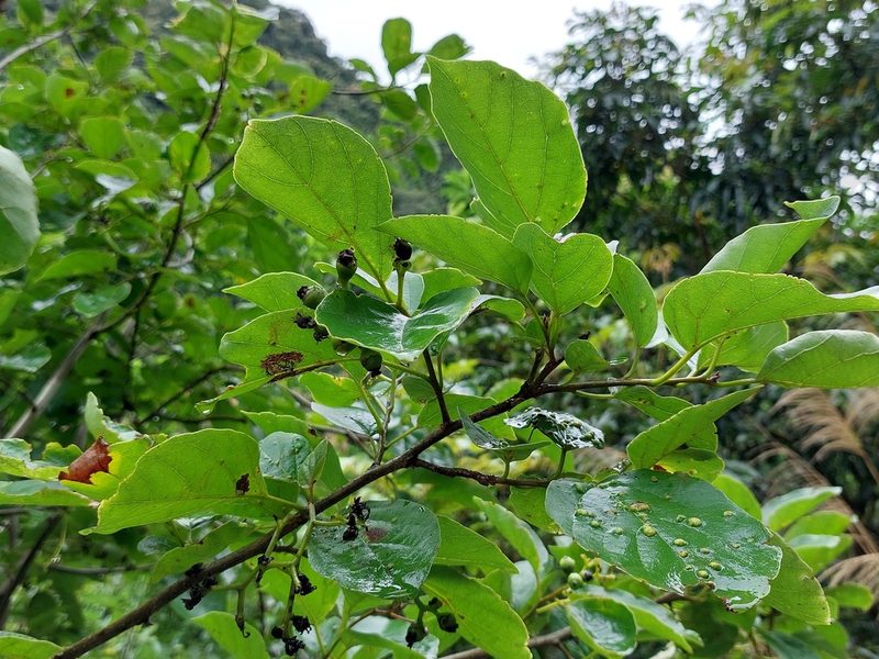 Cordia dichotoma, photographed by 胡正恆(Jackson Hu)