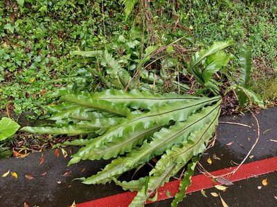 Asplenium nidus, photographed by 胡正恆(Jackson Hu)