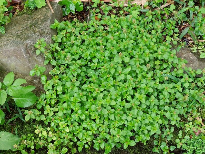 Clinopodium chinense, photographed by 胡正恆(Jackson Hu)