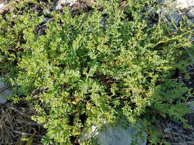 Euphorbia mesembryanthemifolia, photographed by Leila Dasher