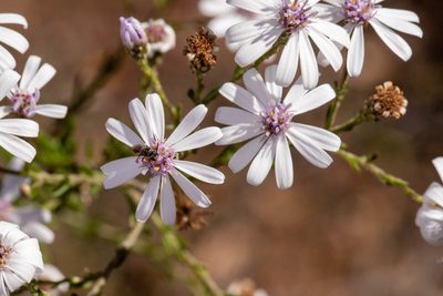 Olearia paucidentata, photographed by Cal Wood