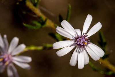 Olearia paucidentata, photographed by Cal Wood
