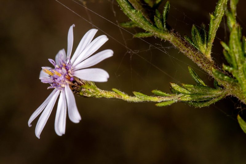 Olearia paucidentata, photographed by Cal Wood