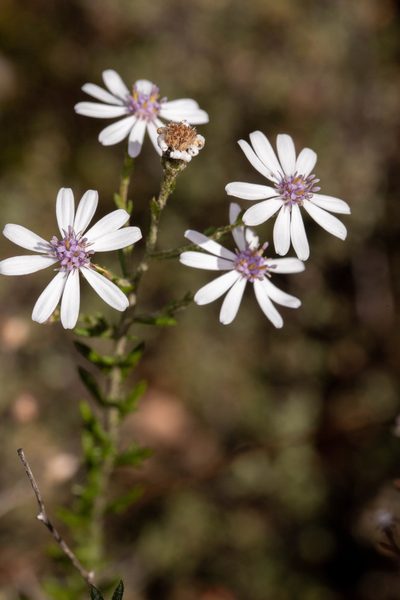 Olearia paucidentata, photographed by Cal Wood