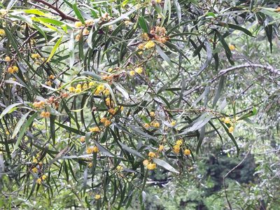 Acacia confusa, photographed by 胡正恆(Jackson Hu)