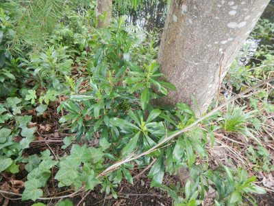 Daphne laureola, photographed by humon
