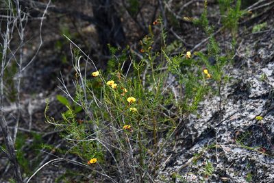 Bossiaea heterophylla, photographed by Thomas Mesaglio