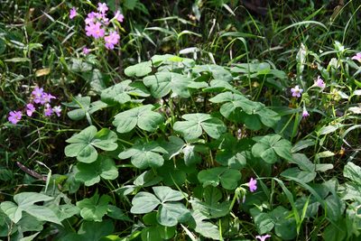 Oxalis debilis, photographed by Thomas Mesaglio