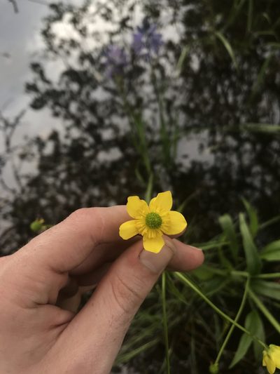 Ranunculus alismifolius, photographed by Daniel Kennedy