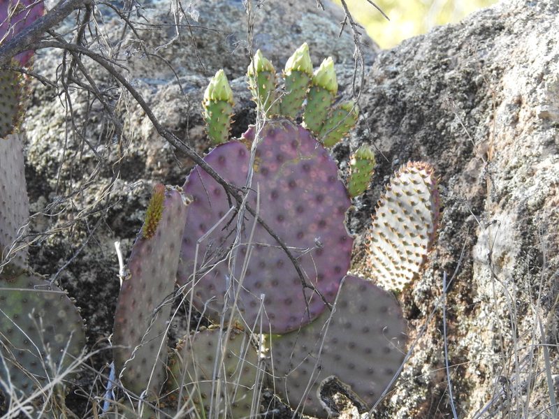 Opuntia santa-rita, photographed by Rachel Stringham