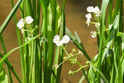 Sagittaria platyphylla, photographed by Jay Pruett