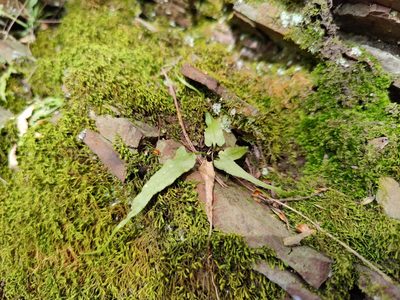 Asplenium rhizophyllum, photographed by Gus
