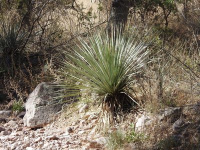 Dasylirion wheeleri, photographed by Rachel Stringham