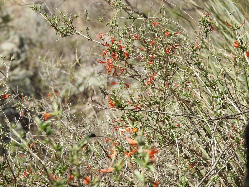 Anisacanthus thurberi, photographed by Rachel Stringham