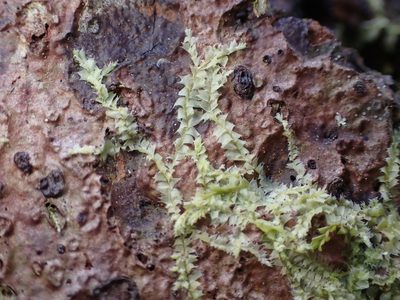 Lophocolea bidentata, photographed by Julia Carr