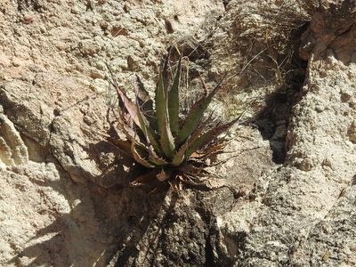 Agave palmeri, photographed by Rachel Stringham