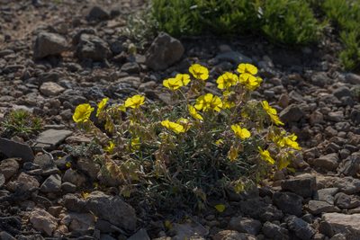 Helianthemum syriacum, photographed by Tim Johnson