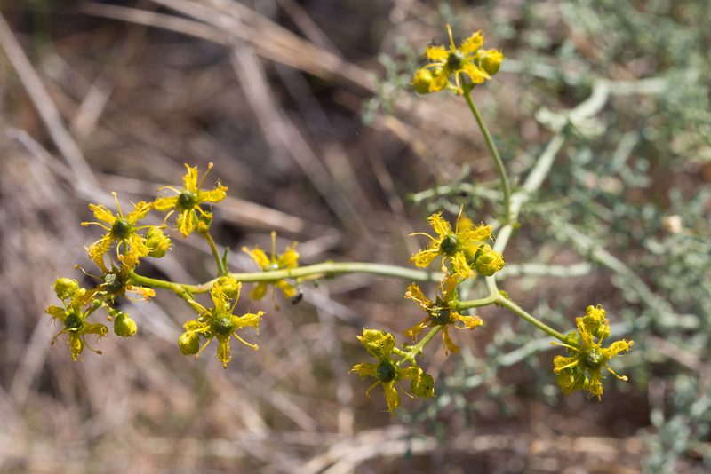 Ruta angustifolia, photographed by Tim Johnson