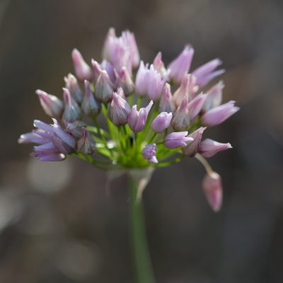 Allium roseum, photographed by Tim Johnson