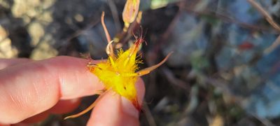 Calochortus obispoensis, photographed by Amthinkia