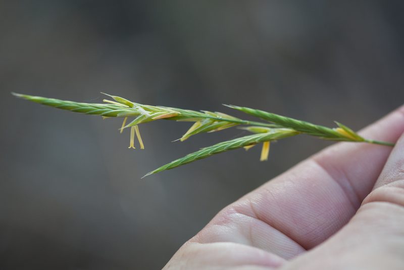 Brachypodium retusum, photographed by Tim Johnson