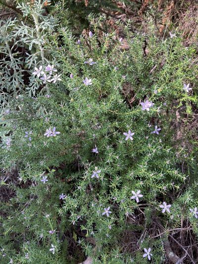 Philotheca salsolifolia, photographed by Thomas Mesaglio