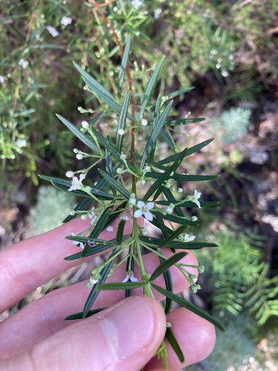 Zieria laevigata, photographed by Thomas Mesaglio