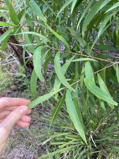 Persoonia katerae, photographed by Thomas Mesaglio