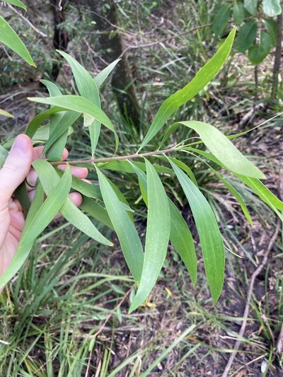 Persoonia katerae, photographed by Thomas Mesaglio