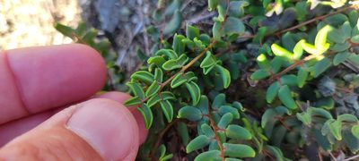 Pellaea andromedifolia, photographed by Amthinkia