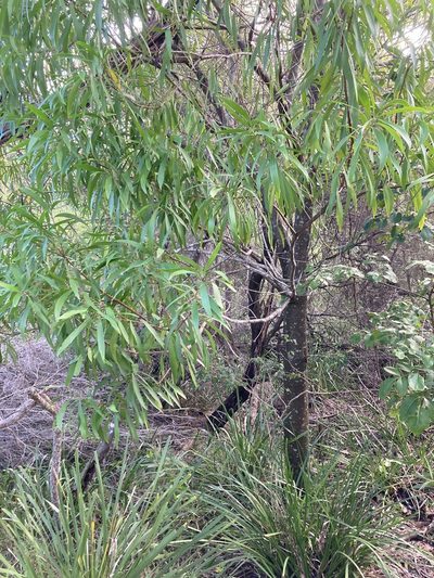 Persoonia katerae, photographed by Thomas Mesaglio