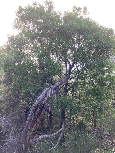 Persoonia katerae, photographed by Thomas Mesaglio